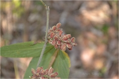 Flemingia macrophylla